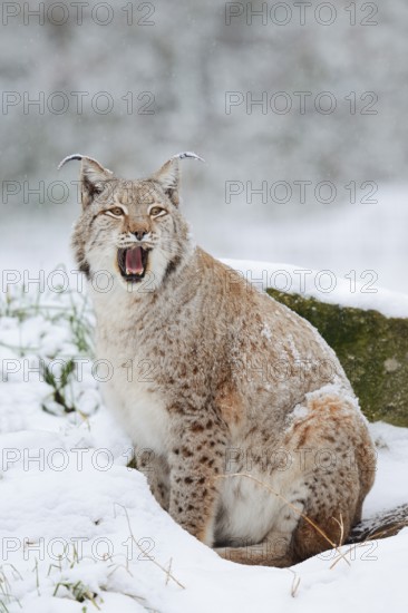 Eurasian lynx (Lynx lynx) in the snow, winter, captive, Germany