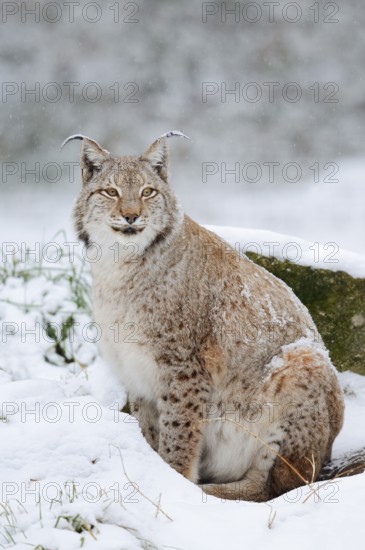Eurasian lynx (Lynx lynx) in the snow, winter, captive, Germany