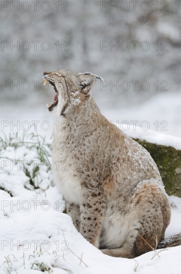 Eurasian lynx (Lynx lynx) in the snow, winter, captive, Germany