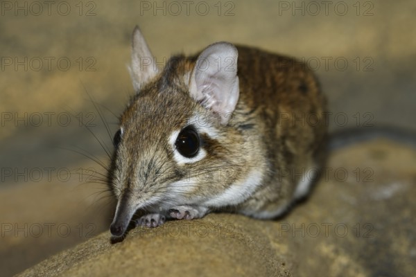 Rufous elephant shrew (Galegeeska rufescens, Elephantulus rufescens), captive, occurring in East Africa