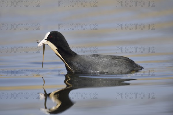 Eurasian Coot (Fulica atra) swimming with nesting material in its beak, North Rhine-Westphalia, Germany