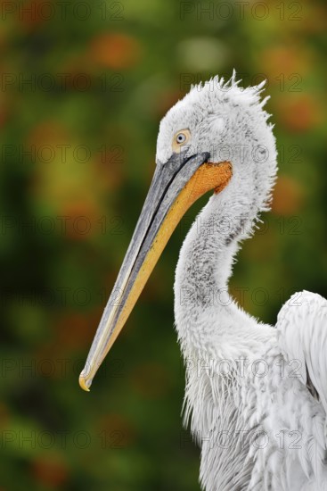 Dalmatian pelican (Pelecanus crispus), portrait of an adult bird, captive, Germany