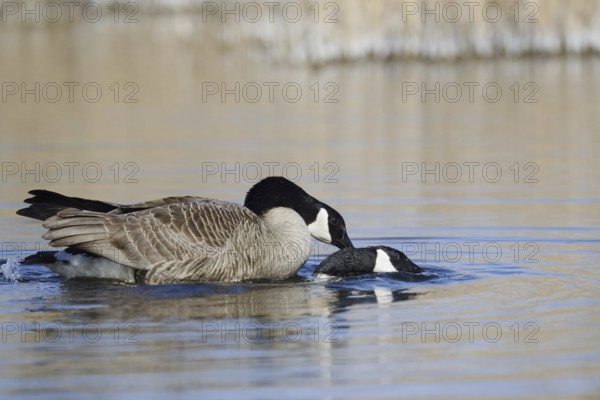 Canada goose (Branta canadensis), pair copulating, North Rhine-Westphalia, Germany