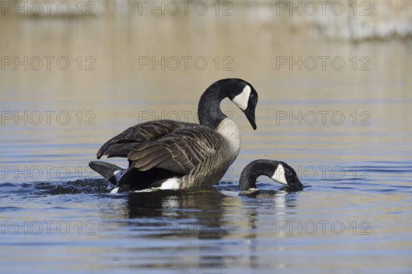 Canada goose (Branta canadensis), pair copulating, North Rhine-Westphalia, Germany