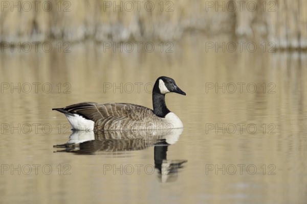 Canada goose (Branta canadensis), swimming, North Rhine-Westphalia, Germany