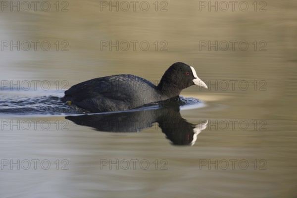 Eurasian Coot (Fulica atra), North Rhine-Westphalia, Germany