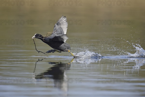 Eurasian Coot (Fulica atra) with nesting material walking over water, North Rhine-Westphalia, Germany
