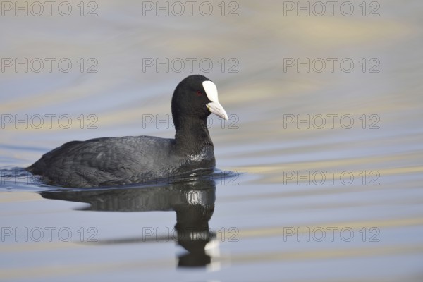 Eurasian Coot (Fulica atra), North Rhine-Westphalia, Germany