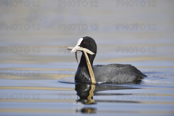 Eurasian Coot (Fulica atra) swimming with nesting material in its beak, North Rhine-Westphalia, Germany