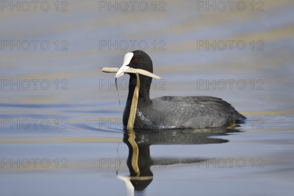 Eurasian Coot (Fulica atra) swimming with nesting material in its beak, North Rhine-Westphalia, Germany