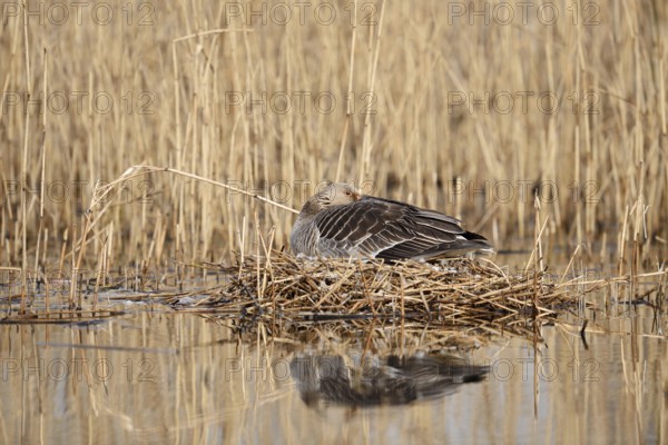 Greylag goose (Anser anser) sitting brooding on the nest, North Rhine-Westphalia, Germany