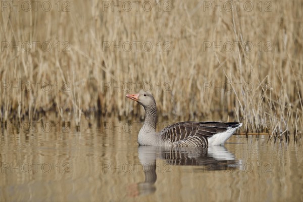 Greylag goose (Anser anser), swimming, North Rhine-Westphalia, Germany