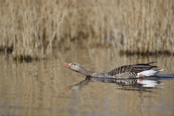 Greylag goose (Anser anser), swimming threateningly, North Rhine-Westphalia, Germany