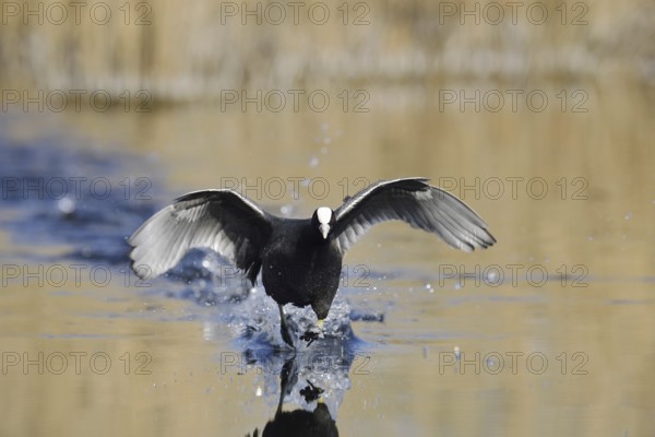 Eurasian Coot (Fulica atra) walking over water, North Rhine-Westphalia, Germany
