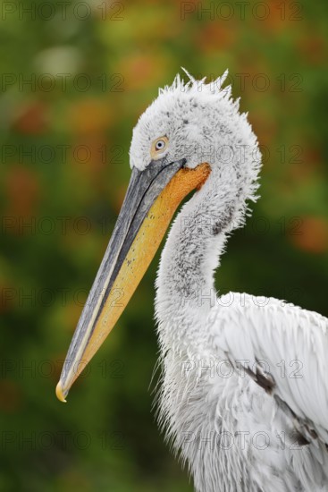 Dalmatian pelican (Pelecanus crispus), portrait of an adult bird, captive, Germany