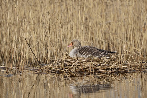 Greylag goose (Anser anser) sitting brooding on the nest, North Rhine-Westphalia, Germany