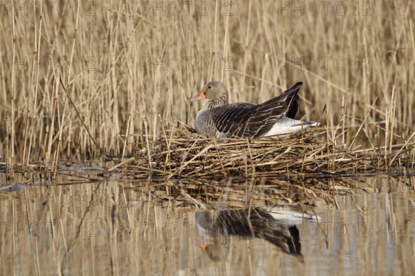 Greylag goose (Anser anser) sitting brooding on the nest, North Rhine-Westphalia, Germany