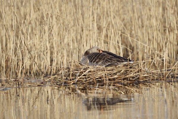 Greylag goose (Anser anser) sitting brooding on the nest, North Rhine-Westphalia, Germany