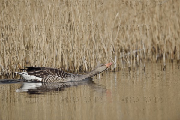 Greylag goose (Anser anser), swimming, North Rhine-Westphalia, Germany