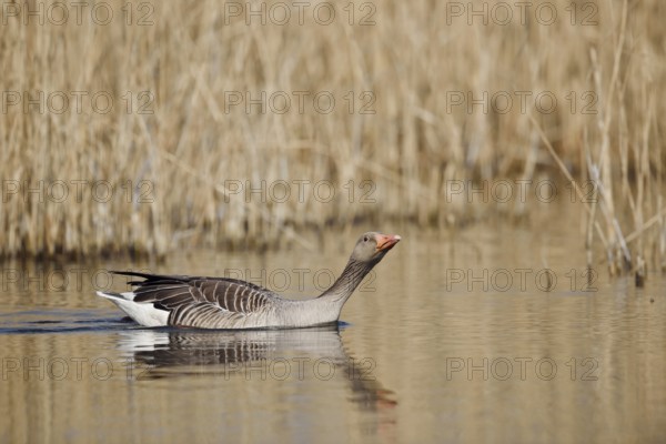 Greylag goose (Anser anser), swimming, North Rhine-Westphalia, Germany