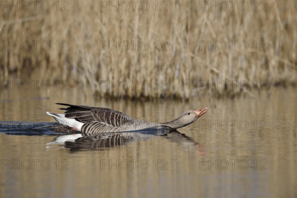 Greylag goose (Anser anser), swimming threateningly, North Rhine-Westphalia, Germany