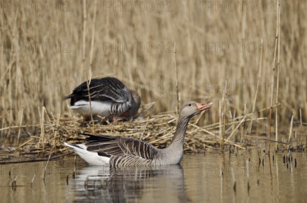 Greylag goose (Anser anser), pair at the nest, North Rhine-Westphalia, Germany