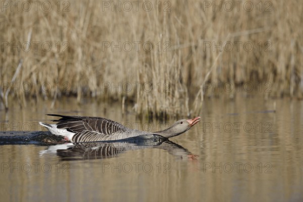 Greylag goose (Anser anser), swimming threateningly, North Rhine-Westphalia, Germany