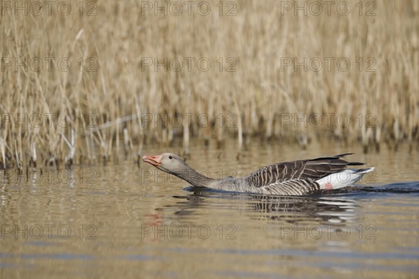 Greylag goose (Anser anser), swimming threateningly, North Rhine-Westphalia, Germany