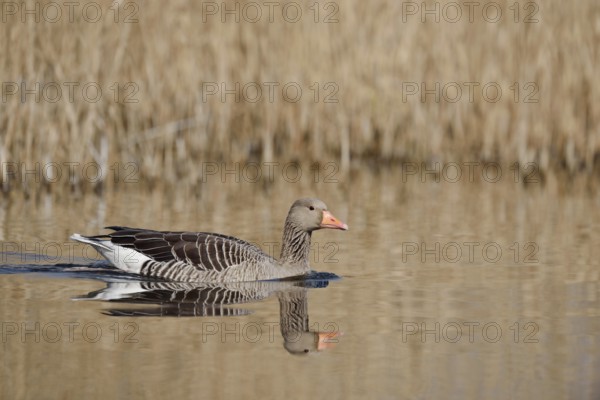 Greylag goose (Anser anser), swimming, North Rhine-Westphalia, Germany