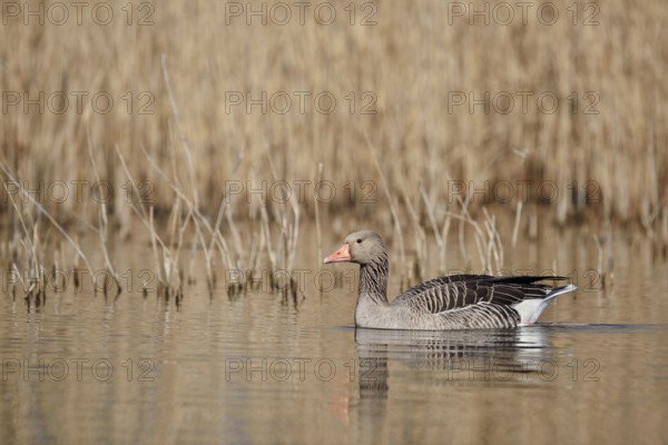 Greylag goose (Anser anser), swimming, North Rhine-Westphalia, Germany
