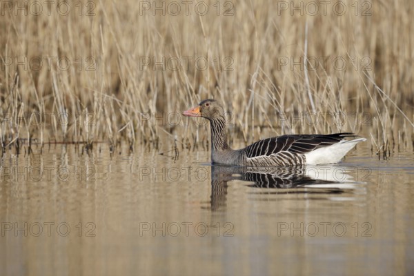 Greylag goose (Anser anser), swimming, North Rhine-Westphalia, Germany
