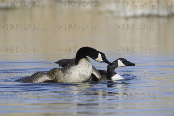 Canada goose (Branta canadensis), pair copulating, North Rhine-Westphalia, Germany