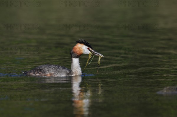 Great Crested Grebe (Podiceps Scalloped ribbonfish) swimming with nesting material in its beak, North Rhine-Westphalia, Germany