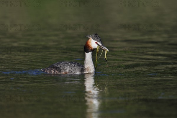 Great Crested Grebe (Podiceps Scalloped ribbonfish) swimming with nesting material in its beak, North Rhine-Westphalia, Germany