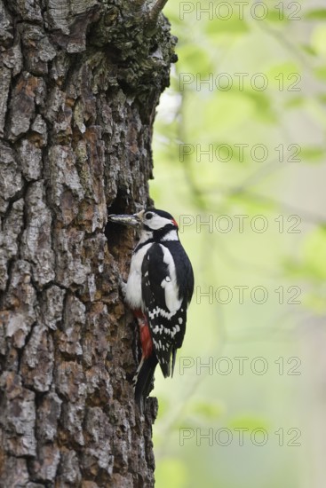 Great spotted woodpecker (Dendrocopos major, Picoides major), male at the breeding cavity, North Rhine-Westphalia, Germany