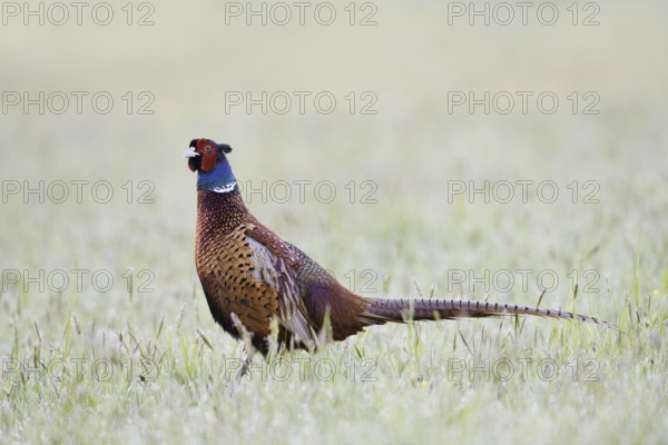 Hunting pheasant (Phasianus colchicus), cock in a meadow, North Rhine-Westphalia, Germany