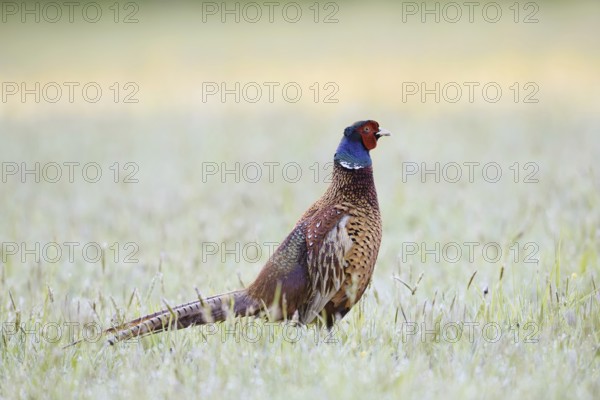 Hunting pheasant (Phasianus colchicus), cock in a meadow, North Rhine-Westphalia, Germany