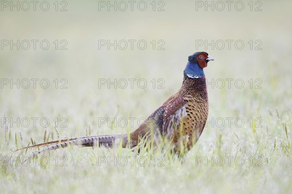 Hunting pheasant (Phasianus colchicus), cock in a meadow, North Rhine-Westphalia, Germany