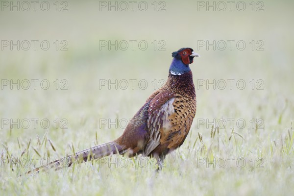 Hunting pheasant (Phasianus colchicus), cock in a meadow, North Rhine-Westphalia, Germany