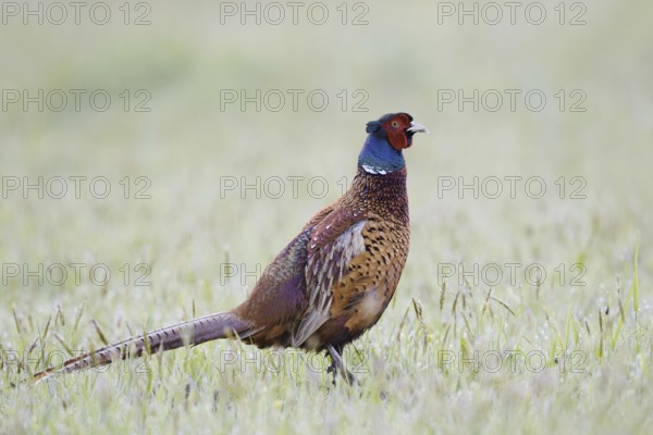 Hunting pheasant (Phasianus colchicus), cock in a meadow, North Rhine-Westphalia, Germany