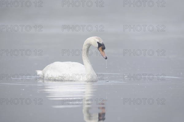 Mute swan (Cygnus olor) swimming in the morning mist, North Rhine-Westphalia, Germany