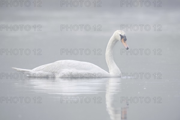 Mute swan (Cygnus olor) swimming in the morning mist, North Rhine-Westphalia, Germany