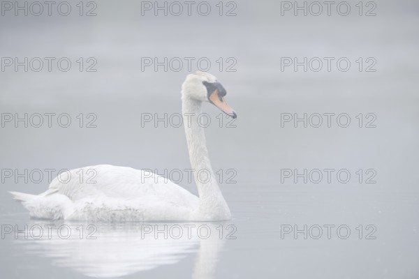 Mute swan (Cygnus olor) swimming in the morning mist, North Rhine-Westphalia, Germany