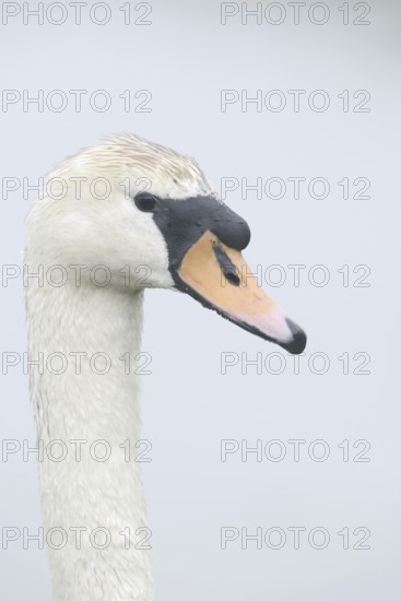 Mute swan (Cygnus olor), portrait, North Rhine-Westphalia, Germany