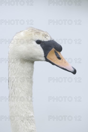 Mute swan (Cygnus olor), portrait, North Rhine-Westphalia, Germany