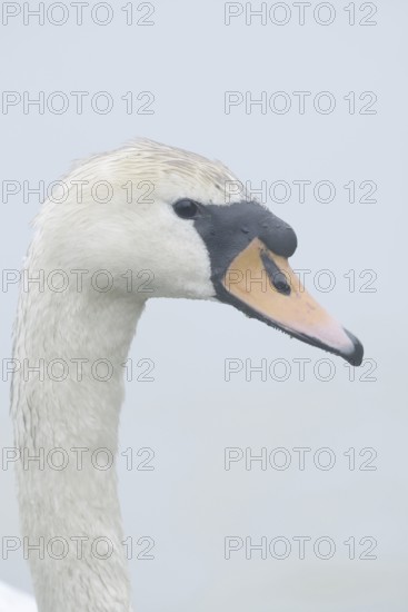 Mute swan (Cygnus olor), portrait, North Rhine-Westphalia, Germany