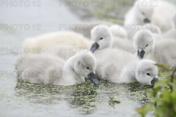 Mute swan (Cygnus olor), chick, North Rhine-Westphalia, Germany