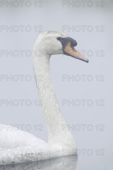 Mute swan (Cygnus olor) in the morning mist, North Rhine-Westphalia, Germany