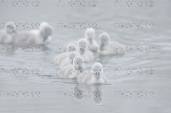 Mute swan (Cygnus olor) swimming chicks in the morning mist, North Rhine-Westphalia, Germany