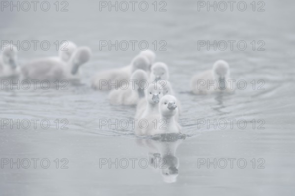 Mute swan (Cygnus olor) swimming chicks in the morning mist, North Rhine-Westphalia, Germany